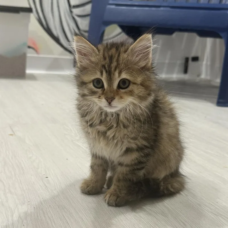 A baby small-sized female Torbie Domestic Medium Hair cat named Yelena Belova for adoption in West Des Moines, IA