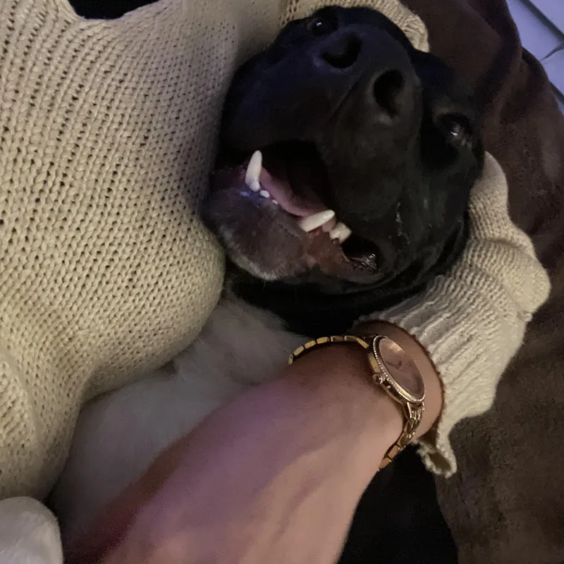 An adult medium-sized male American Staffordshire Terrier dog named Spike Lee for adoption in Richmond, TX