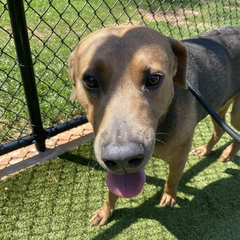 An adult large-sized male Brown / Chocolate Doberman Pinscher dog named Rusty for adoption in Greensboro, NC