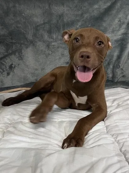 A baby medium-sized female Mixed Breed dog named Maya for adoption in Houston, TX