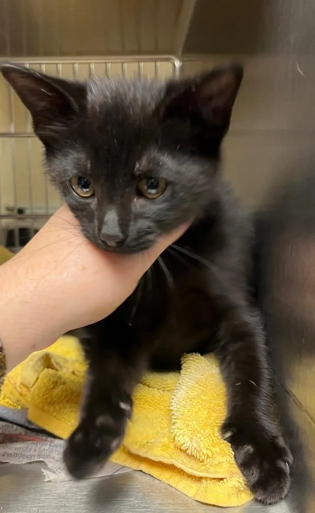 A baby large-sized female Domestic Short Hair cat named Salem for adoption in Nacogdoches, TX