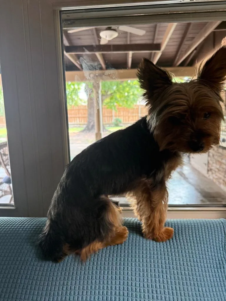 A young small-sized male Yorkshire Terrier dog named Bear aka Snapper for adoption in Mustang, OK