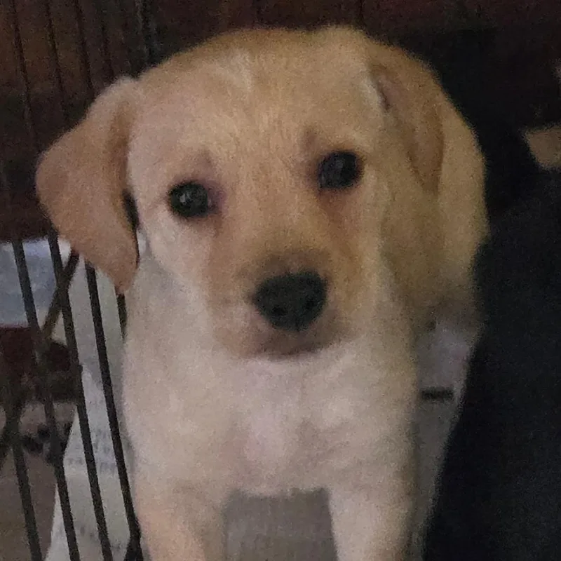A baby small-sized male Poodle dog named Casper for adoption in Floresville, TX