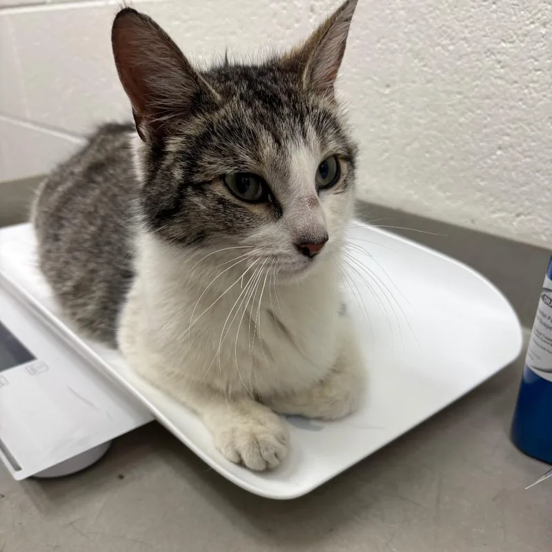 An adult medium-sized female Brown / Chocolate Domestic Short Hair cat named Cindy for adoption in Grand Rapids, MI