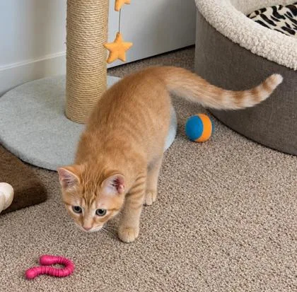 A baby small-sized male Domestic Short Hair cat named Peach for adoption in Elk Grove Village, IL