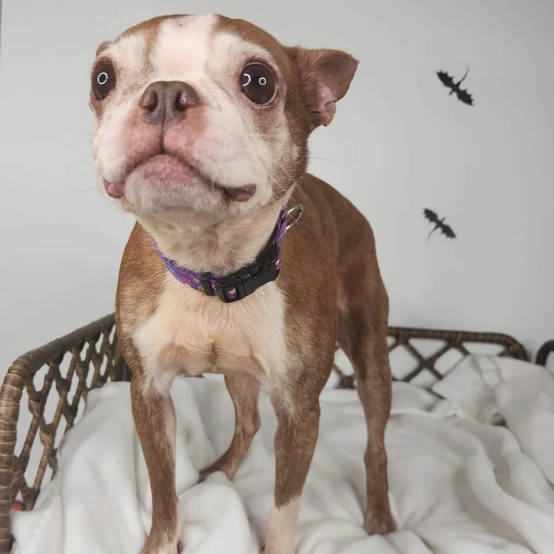A senior small-sized female Brown / Chocolate Boston Terrier dog named Ruby for adoption in Fort Wayne, IN