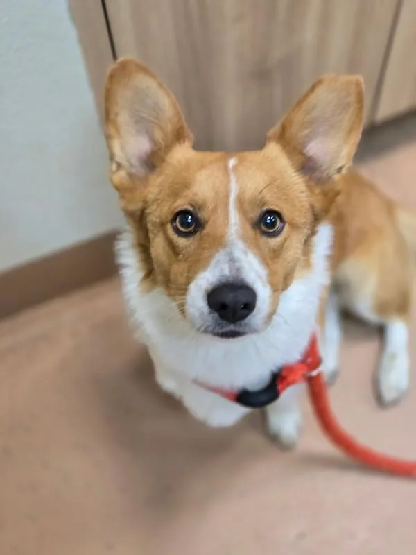 An adult medium-sized male Cardigan Welsh Corgi dog named Axl Rose for adoption in Kennewick, WA