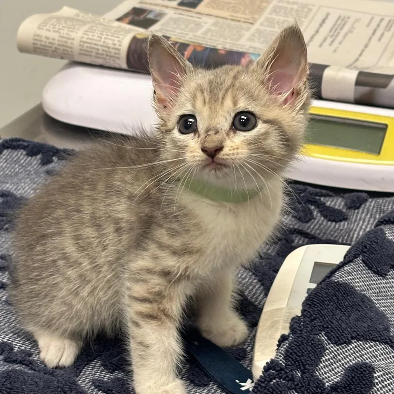 A baby medium-sized female Gray / Blue / Silver Domestic Short Hair cat named Silven for adoption in Jacksonville, FL