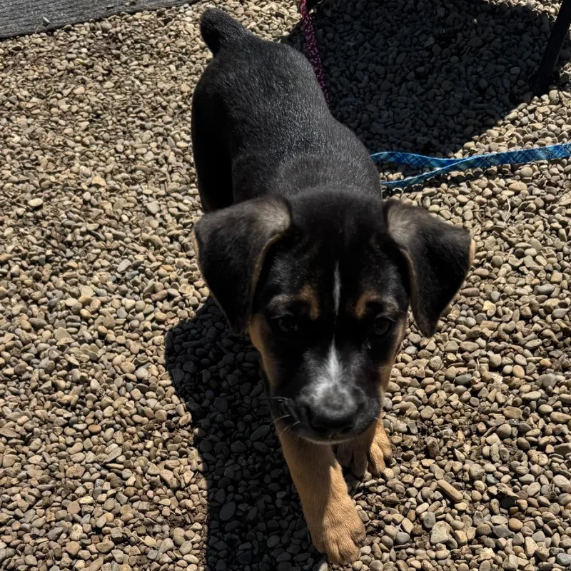A baby medium-sized male Black Boxer dog named Cash for adoption in Columbia Station, OH