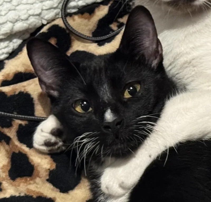 A young medium-sized male Black & White / Tuxedo Tuxedo cat named Leo for adoption in Laguna Woods, CA