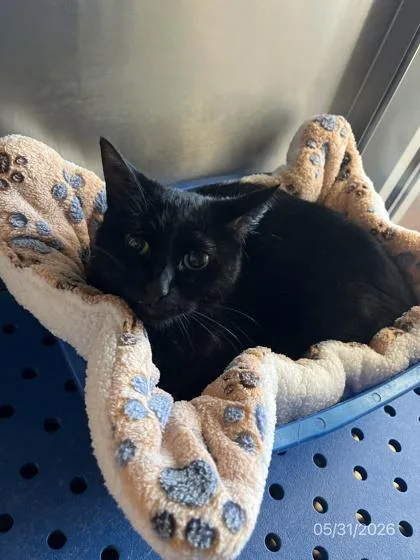 An adult medium-sized female Bombay cat named Cherie for adoption in North Richland Hills, TX