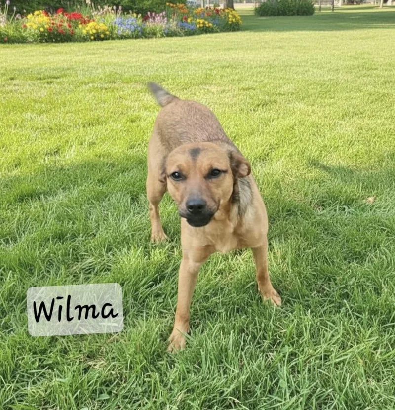 A young medium-sized female Shepherd dog named Wilma for adoption in Manchester, CT
