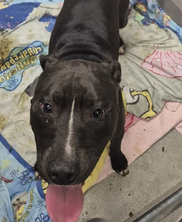 An adult medium-sized male Pit Bull Terrier dog named Buddy for adoption in Napa, CA
