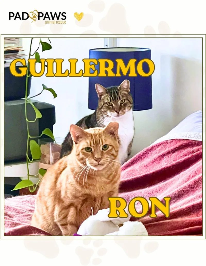 Ron And Guillermo thumbnail 3