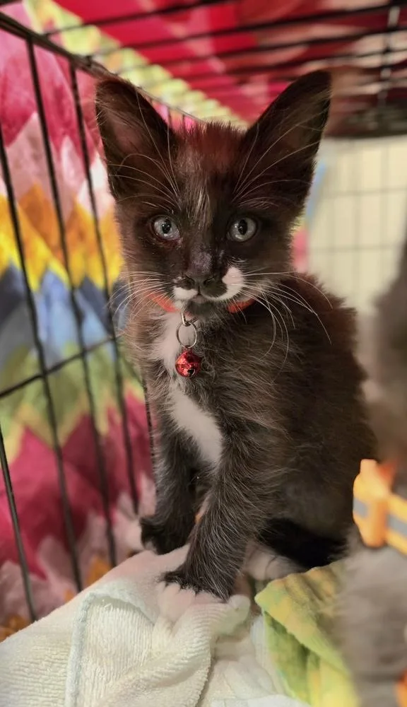 A baby small-sized male Domestic Long Hair cat named AC Slater for adoption in Pacifica, CA