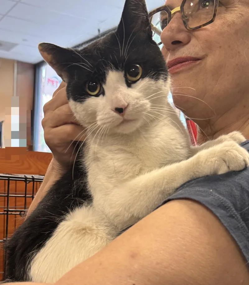 A young medium-sized male Black & White / Tuxedo Domestic Short Hair cat named Roland for adoption in Brooklyn, NY