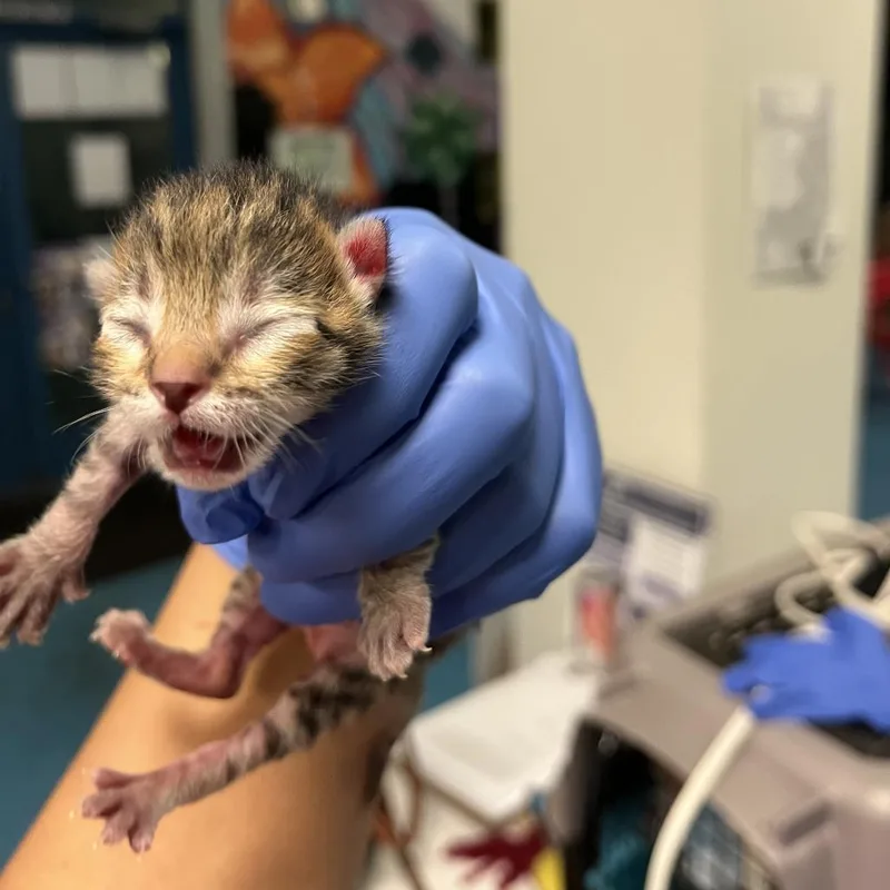A baby small-sized male Brown / Chocolate Domestic Short Hair cat named Franz for adoption in Los Angeles, CA
