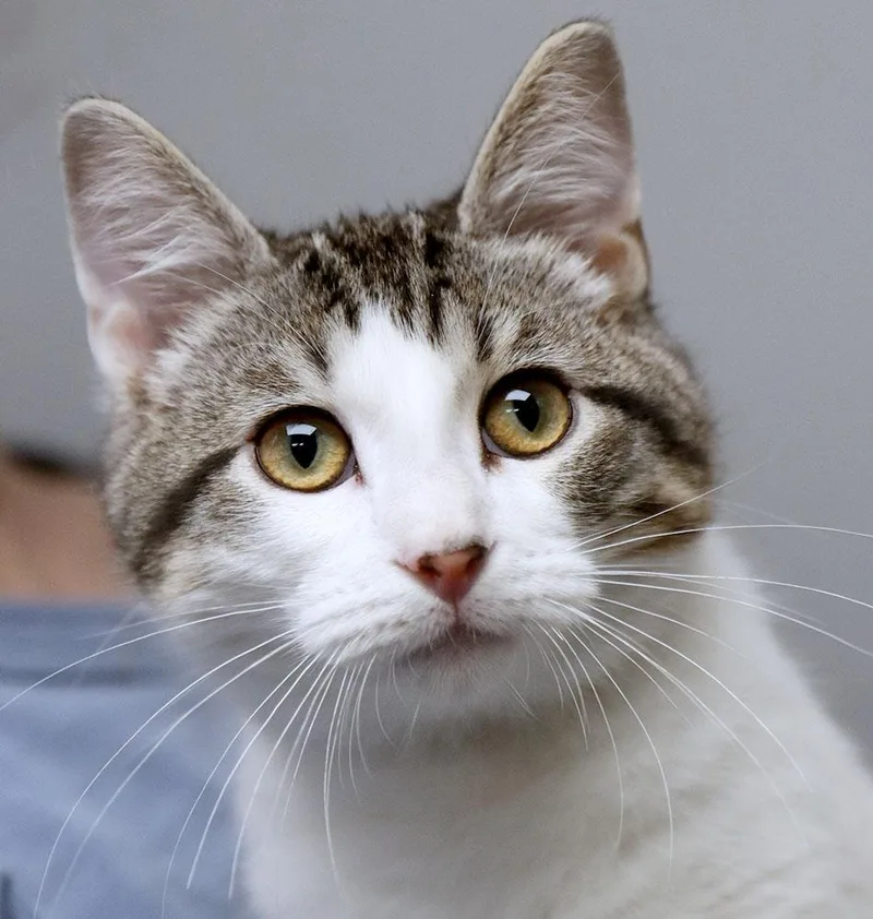 A baby medium-sized male Domestic Short Hair cat named Billy for adoption in Kansas City, KS