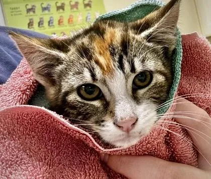 A baby small-sized female Domestic Short Hair cat named Carbonara for adoption in Burlington, WA