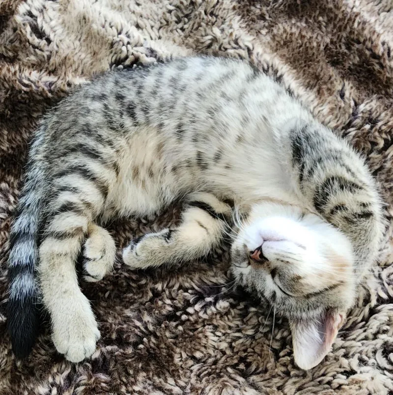 A baby small-sized male Tabby (Brown / Chocolate) Domestic Short Hair cat named Leo for adoption in Maineville, OH