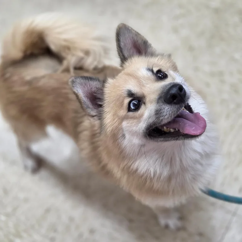 An adult medium-sized male White / Cream Pomeranian dog named Stitch for adoption in Breese, IL