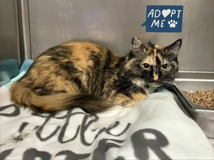 An adult medium-sized female Domestic Short Hair cat named Snicker for adoption in Lowell, MA