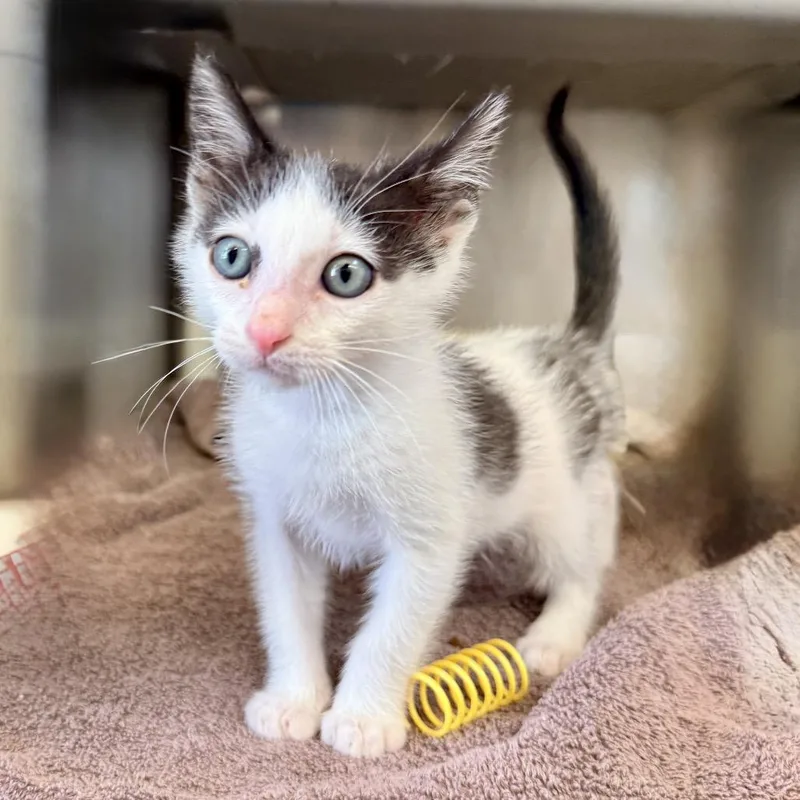 A baby small-sized male White Domestic Short Hair cat named Lebron for adoption in Palm Springs, CA