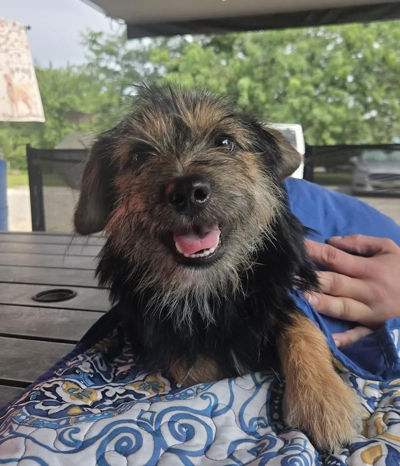 A baby small-sized male Terrier dog named ML Snickers for adoption in Warrenton, MO