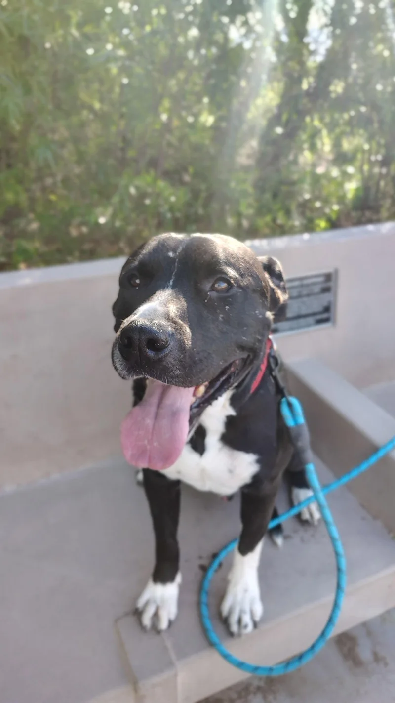 An adult large-sized male Pit Bull Terrier dog named Billy for adoption in Chandler, AZ