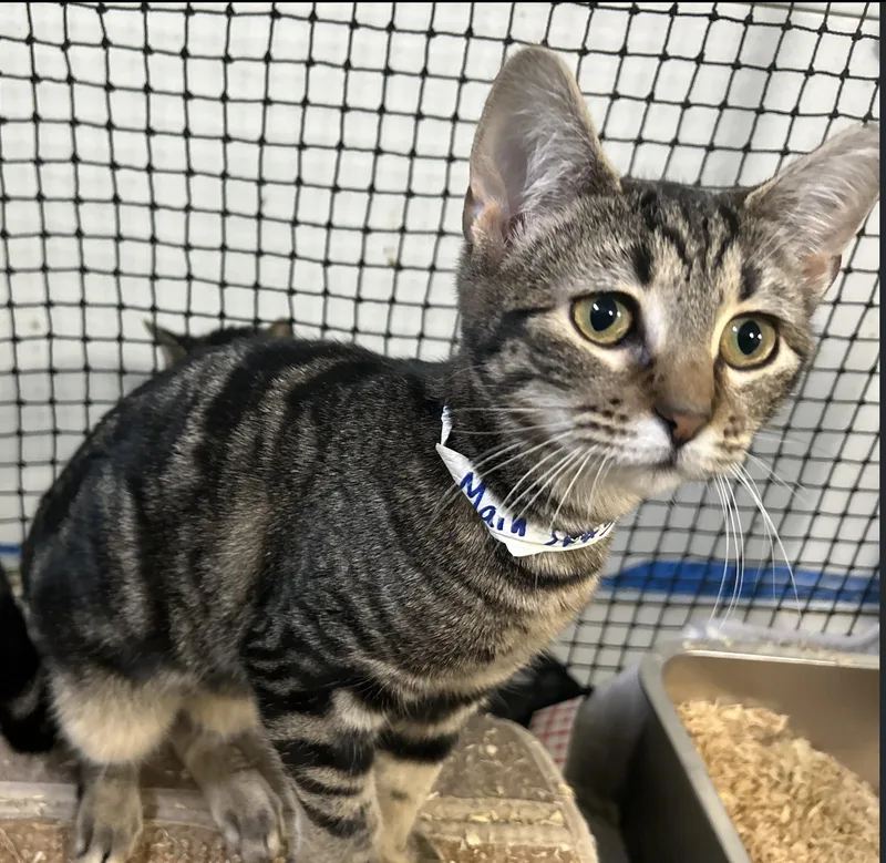 A young medium-sized male Tabby (Buff / Tan / Fawn) Domestic Short Hair cat named Monsey for adoption in West Nyack, NY