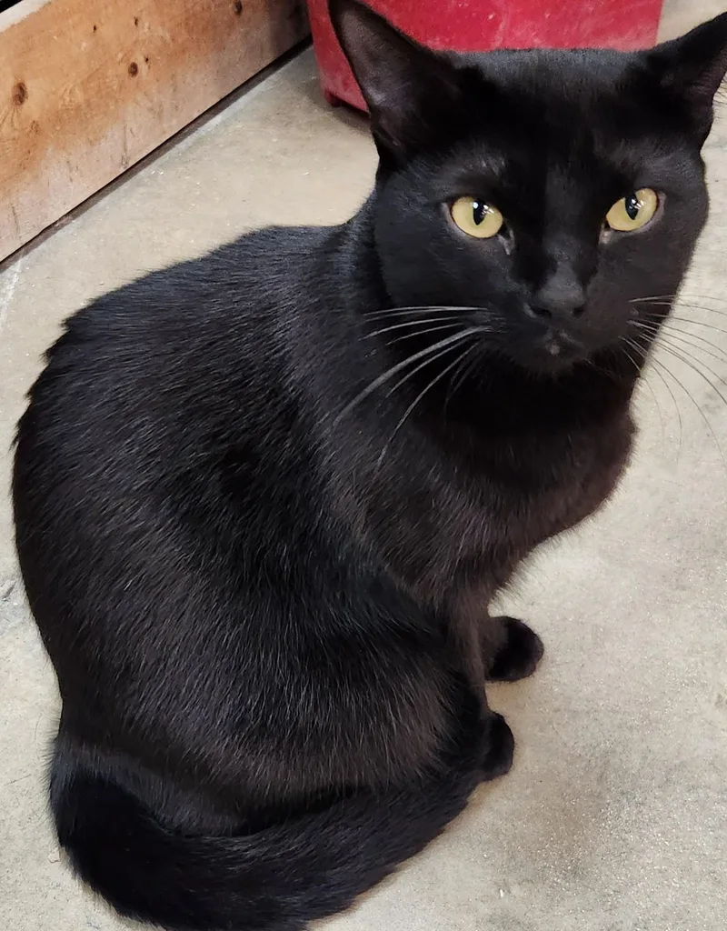 A young medium-sized female Black Domestic Short Hair cat named Nyx for adoption in San Antonio, TX