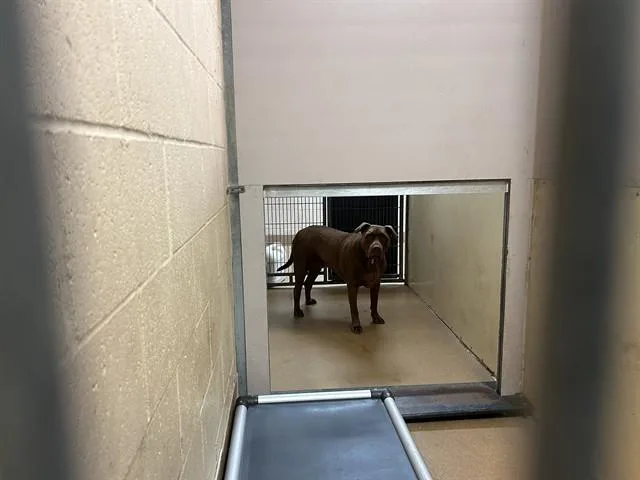 An adult large-sized male Pit Bull Terrier dog named Charlie for adoption in Martinez, CA
