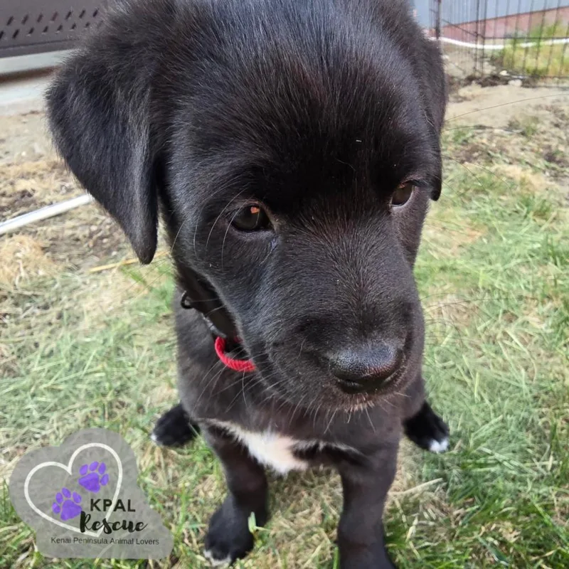 A baby medium-sized female Tricolor (Brown, Black, & White) Mixed Breed dog named Ginger Spice  Spice for adoption in Kenai, AK