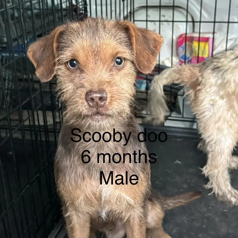 A young small-sized male Brown / Chocolate Yorkshire Terrier dog named Scooby Doo for adoption in West Plains, MO
