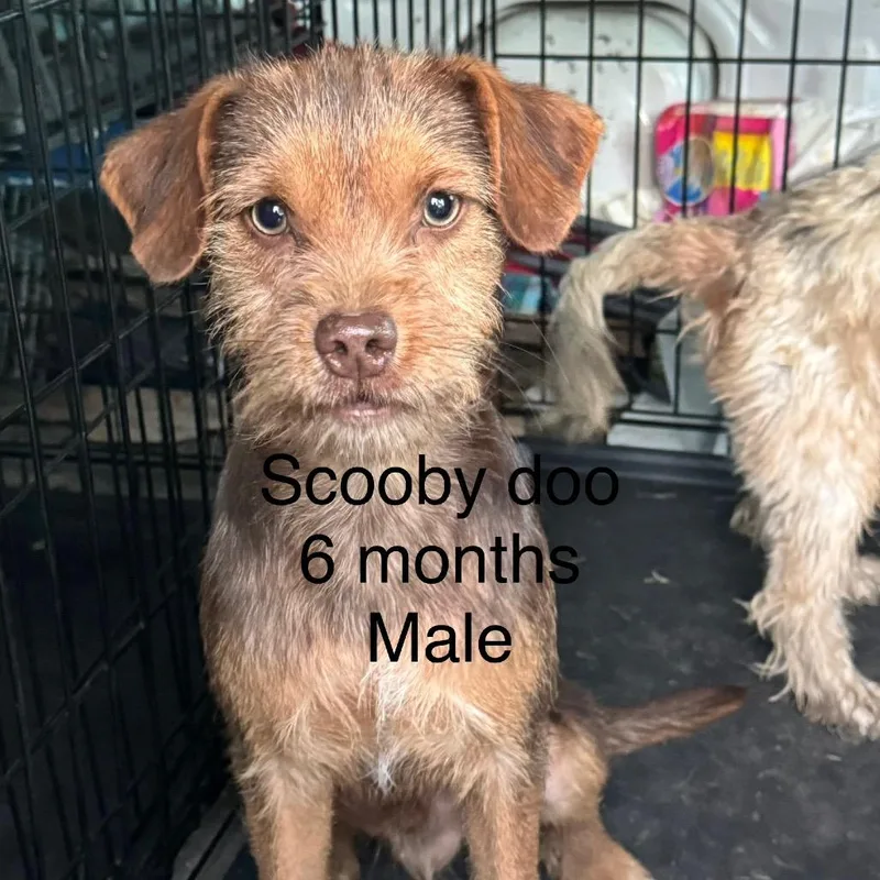 Scooby Doo thumbnail 2
