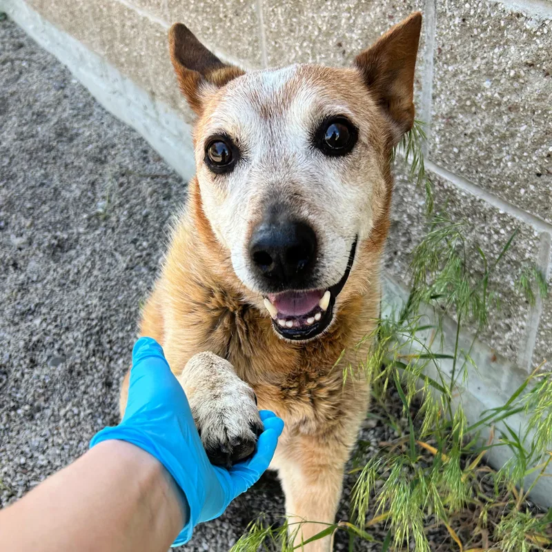 A senior medium-sized male Red / Chestnut / Orange Australian Cattle Dog / Blue Heeler dog named Charlie for adoption in Lindon, UT