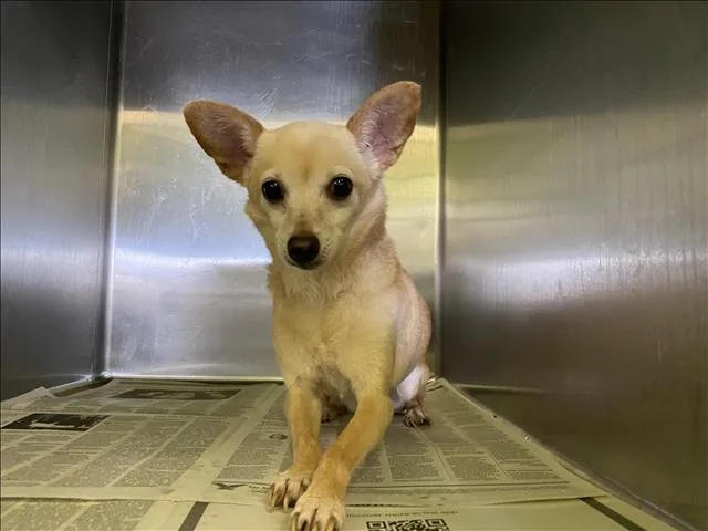 An adult small-sized female Chihuahua dog named Peaches for adoption in Los Angeles, CA