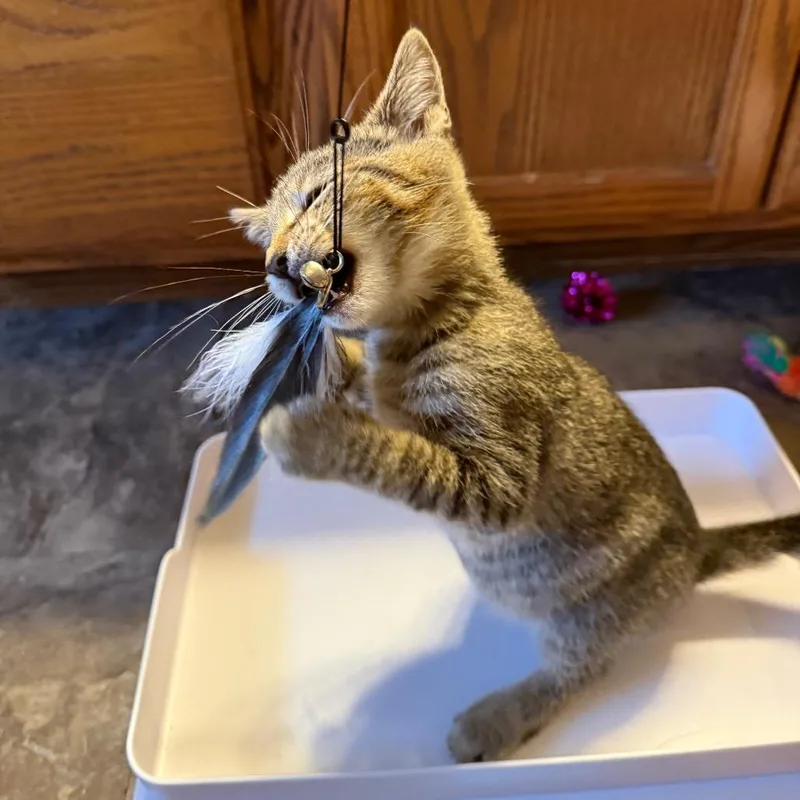 A baby small-sized male Gray / Blue / Silver Domestic Short Hair cat named Grumpy for adoption in Ringtown, PA