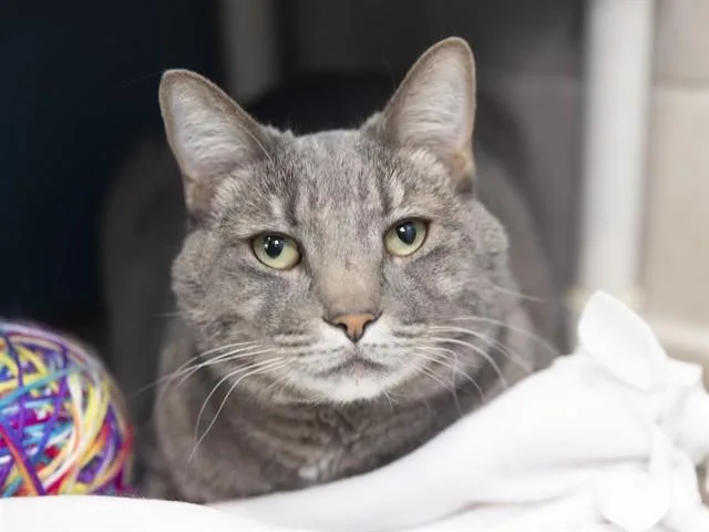An adult small-sized female Domestic Short Hair cat named Blossom for adoption in Phoenix, AZ