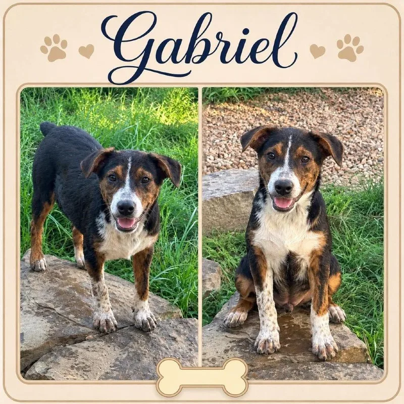 Gabriel thumbnail 4