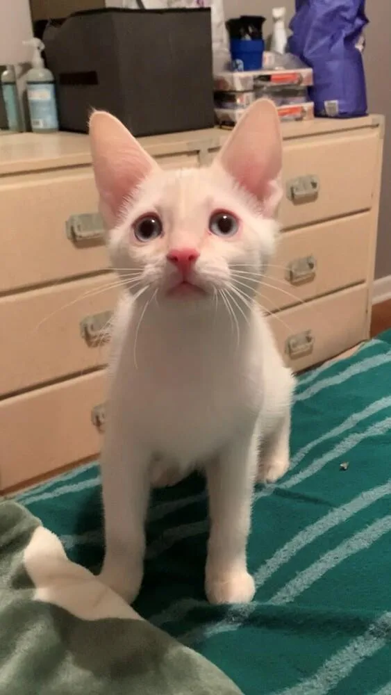 A baby small-sized male White Domestic Short Hair cat named Benjamin for adoption in Union Grove, WI