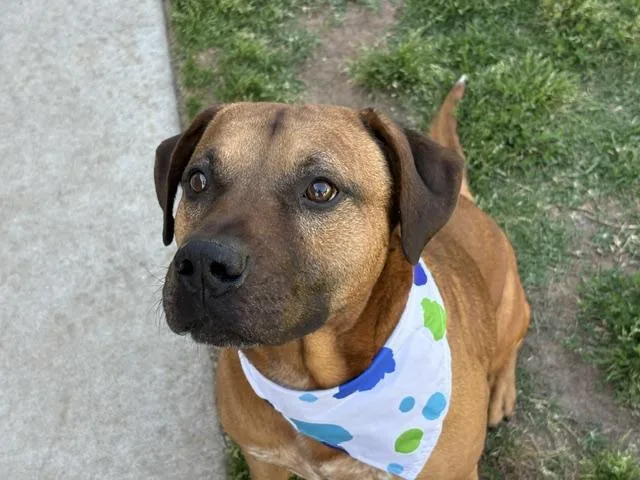 A young large-sized male Pit Bull Terrier dog named Banksy for adoption in Tulsa, OK