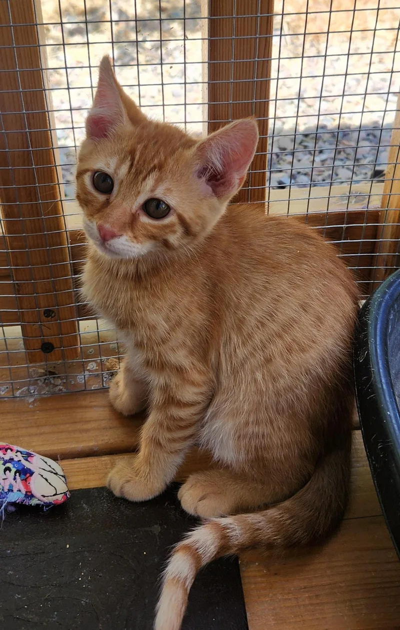 A young medium-sized male Orange & White Domestic Short Hair cat named Manny for adoption in Yarnell, AZ