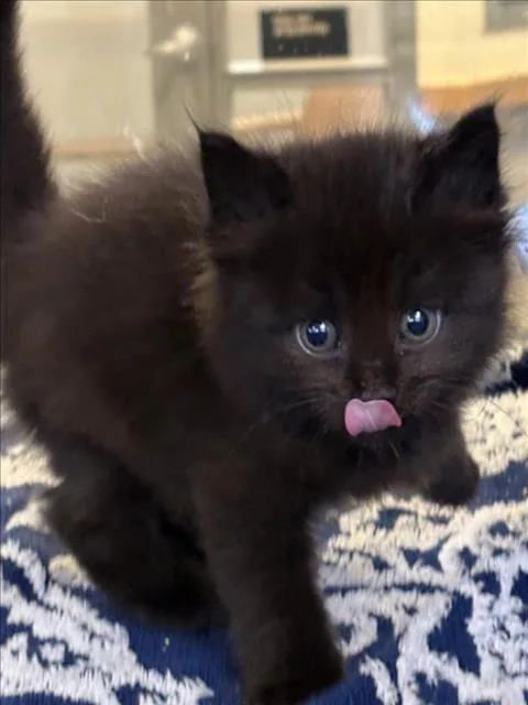 A baby small-sized male Domestic Short Hair cat named Noddy for adoption in Tracy, CA
