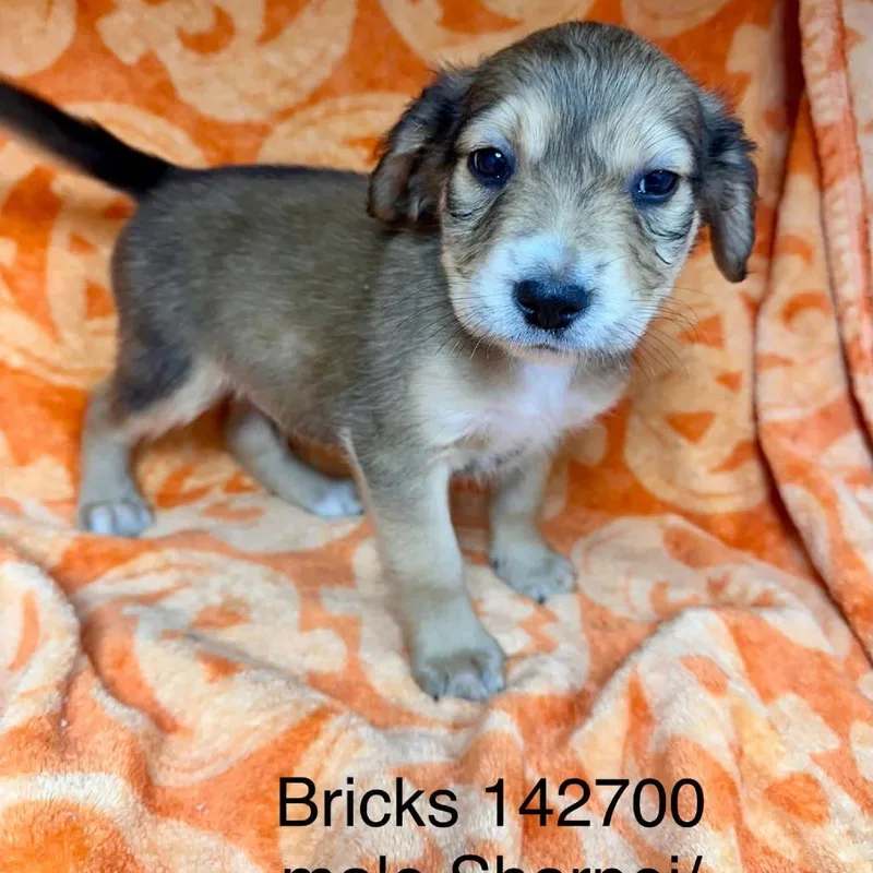 Bricks