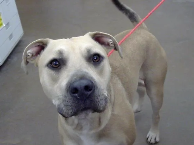 An adult medium-sized female Mixed Breed dog named Sammy Amie for adoption in Dallas, TX
