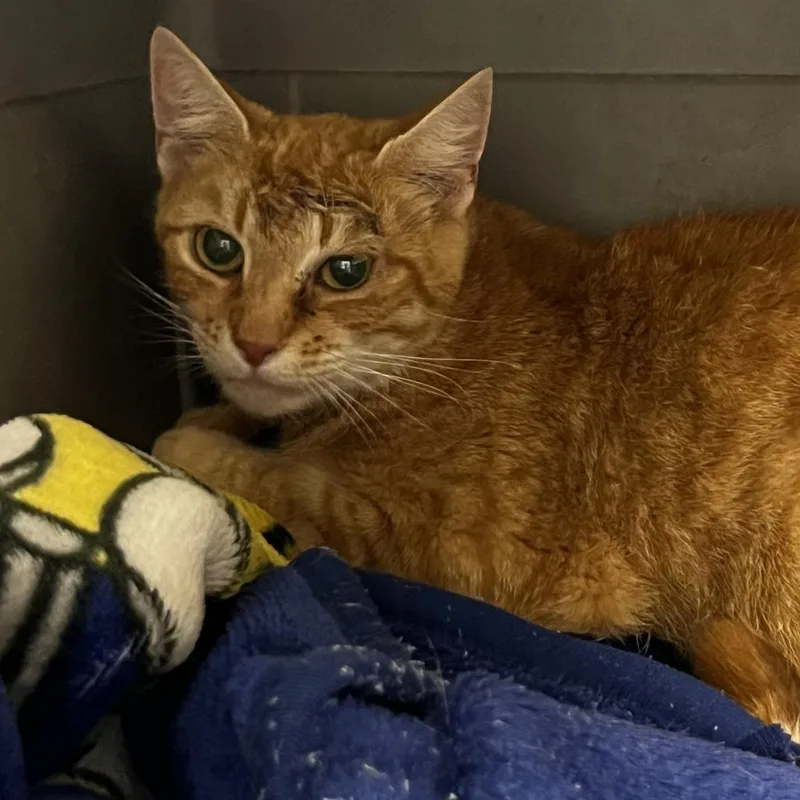An adult medium-sized female Orange / Red Domestic Short Hair cat named Lavender for adoption in Harrisonburg, VA