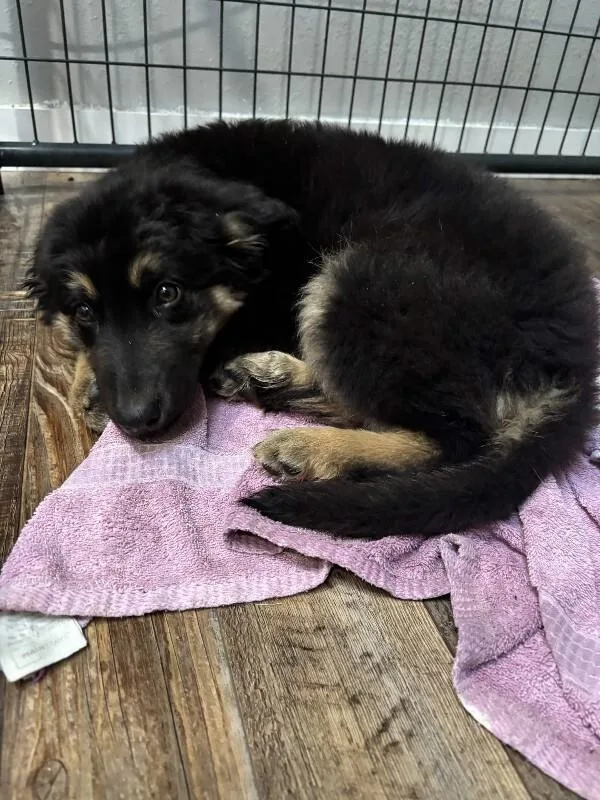A young medium-sized female Black German Shepherd Dog dog named Waverly for adoption in renton, WA