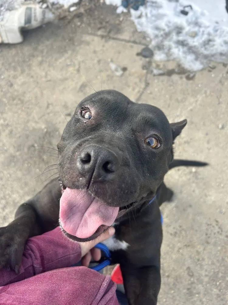 A young large-sized female Pit Bull Terrier dog named Charlotte for adoption in Herriman, UT