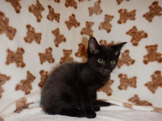 A baby small-sized female Domestic Short Hair cat named Wolverine for adoption in San Jose, CA